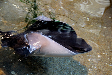 �������� � ��������